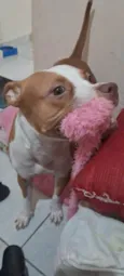 PitBull Urgente