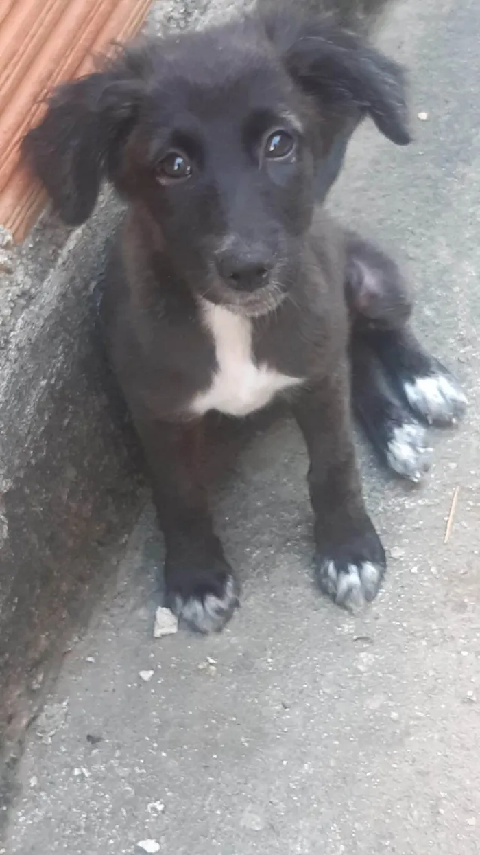 Cachorro ra a SRD-ViraLata idade 2 a 6 meses nome ...