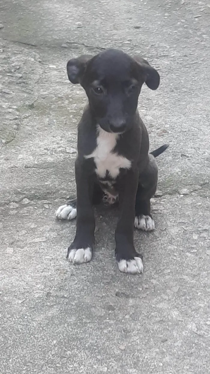 Cachorro ra a SRD-ViraLata idade 2 a 6 meses nome ...