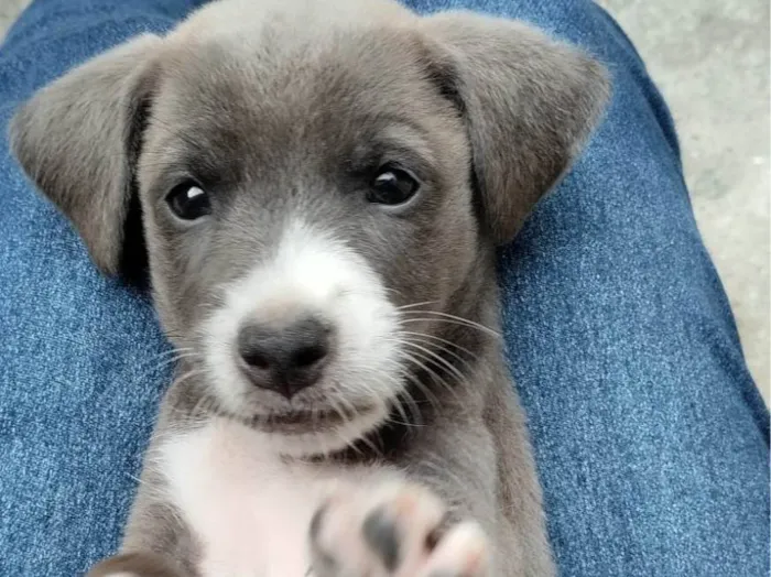 Cachorro ra a SRD-ViraLata idade 2 a 6 meses nome ...