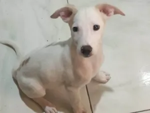 Cachorro raça SRD-ViraLata idade 2 a 6 meses nome ...