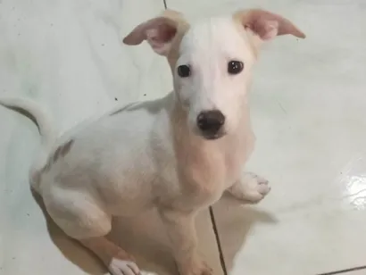 Cachorro raça SRD-ViraLata idade 2 a 6 meses nome ...