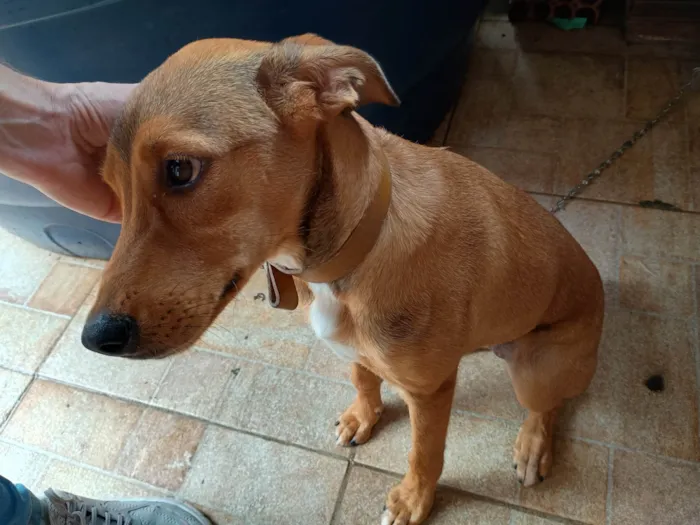 Cachorro ra a SRD-ViraLata idade 2 a 6 meses nome Mel