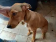 Mel