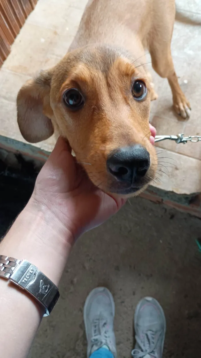 Cachorro ra a SRD-ViraLata idade 2 a 6 meses nome Mel
