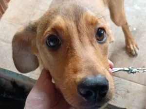 Cachorro raça SRD-ViraLata idade 2 a 6 meses nome Mel