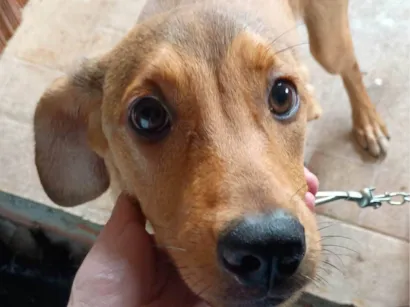 Cachorro raça SRD-ViraLata idade 2 a 6 meses nome Mel