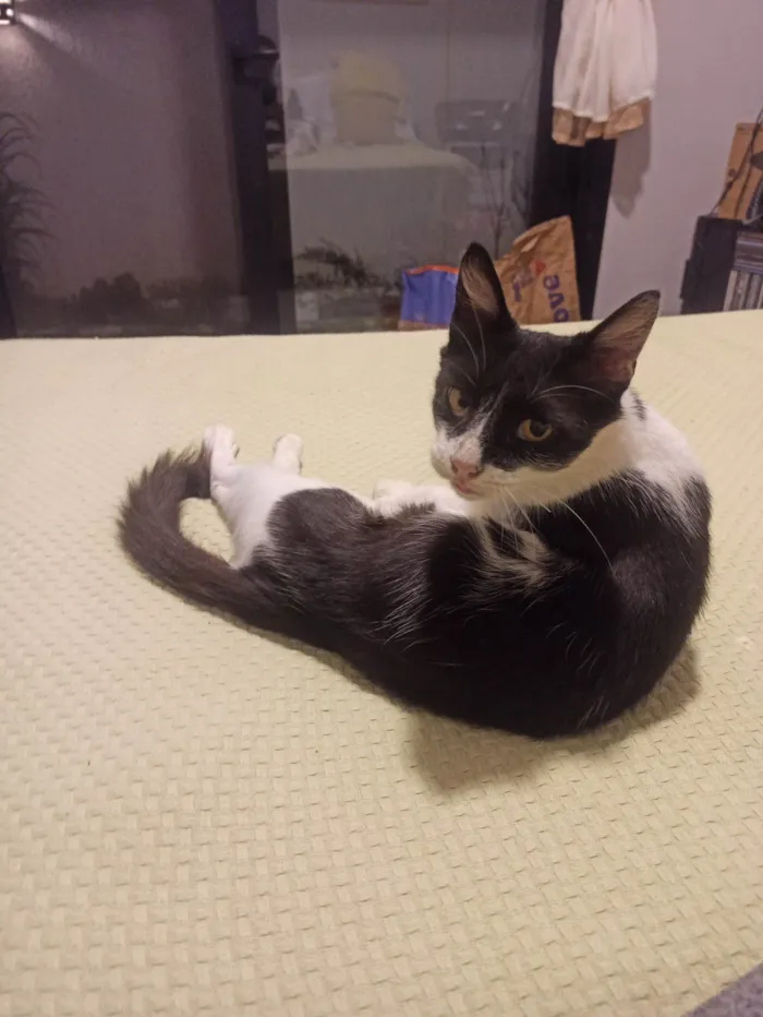 Gato ra a SRD-ViraLata idade 2 anos nome Kinder 
