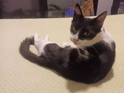 Gato raça SRD-ViraLata idade 2 anos nome Kinder 