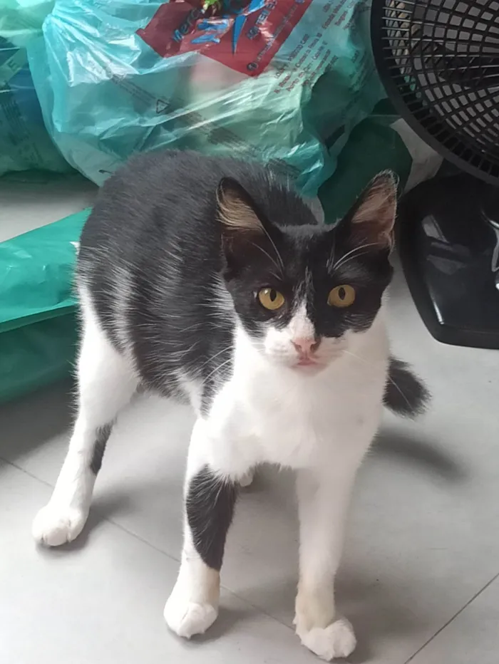 Gato ra a SRD-ViraLata idade 2 anos nome Kinder 