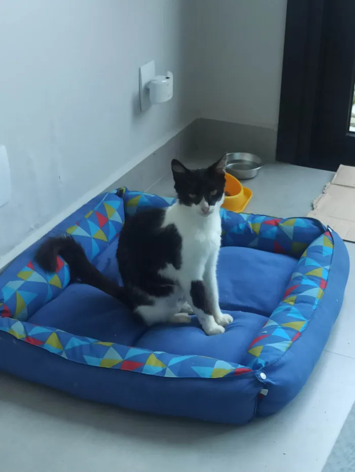 Gato ra a SRD-ViraLata idade 2 anos nome Kinder 