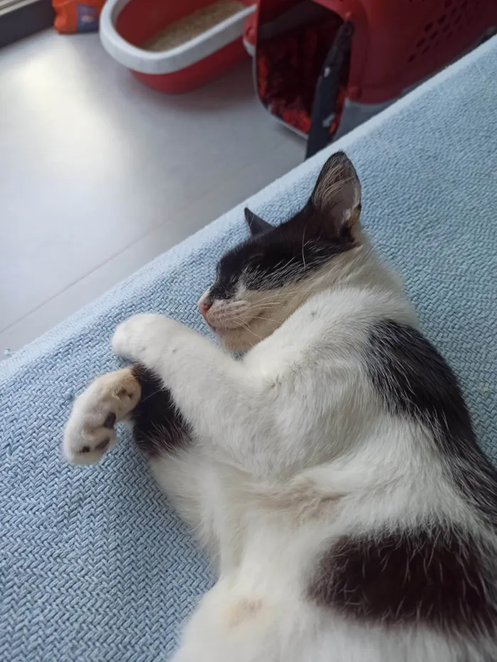 Gato ra a SRD-ViraLata idade 2 anos nome Kinder 