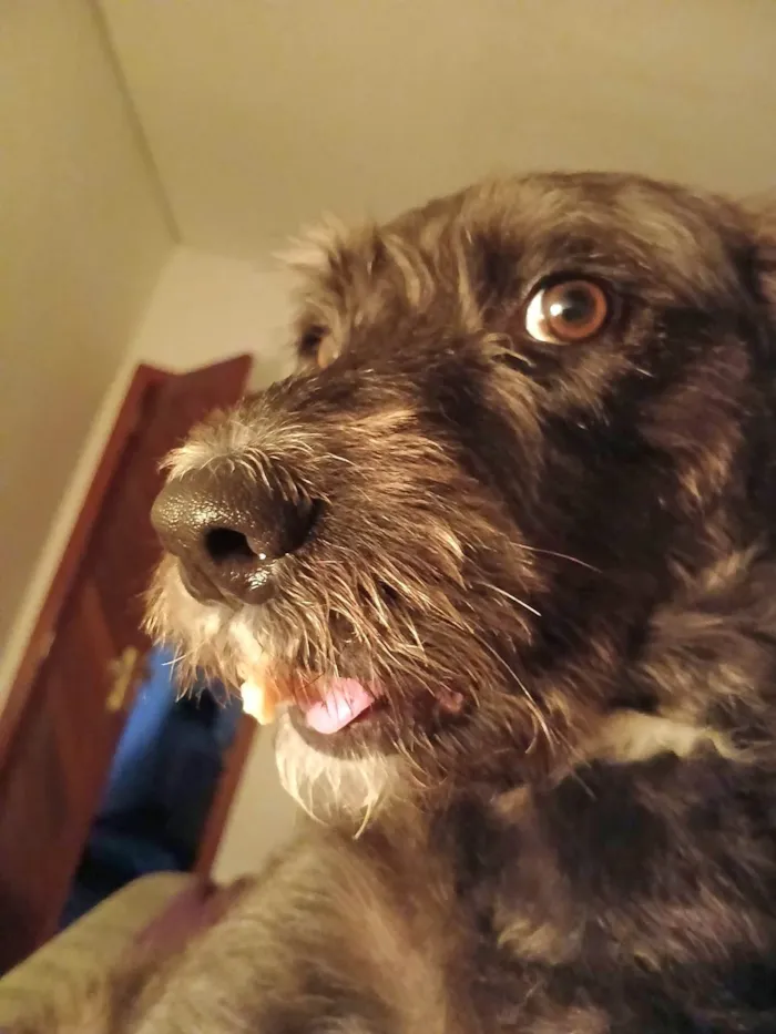 Cachorro ra a SRD-ViraLata idade 4 anos nome Vicky 