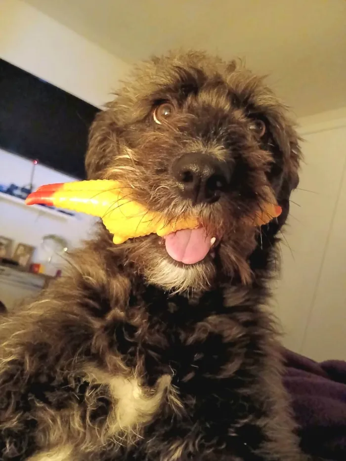 Cachorro ra a SRD-ViraLata idade 4 anos nome Vicky 