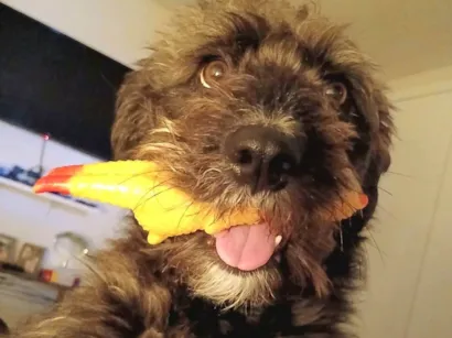 Cachorro raça SRD-ViraLata idade 4 anos nome Vicky 