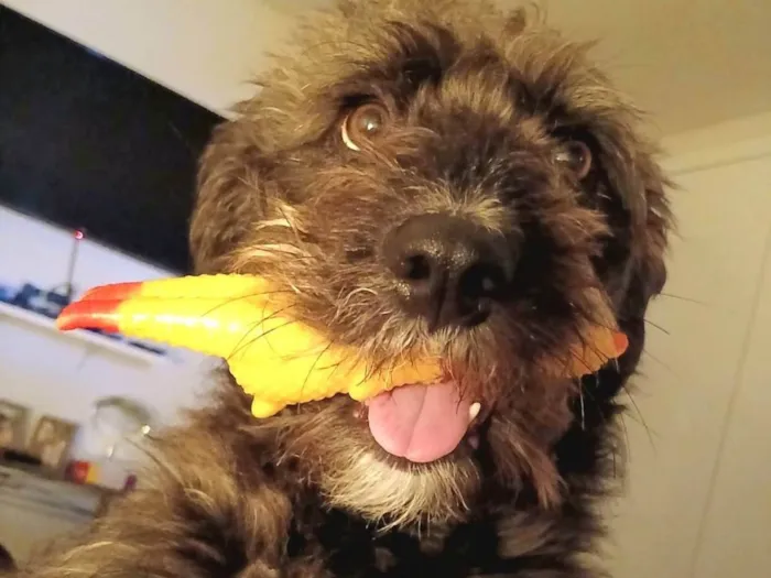 Cachorro ra a SRD-ViraLata idade 4 anos nome Vicky 