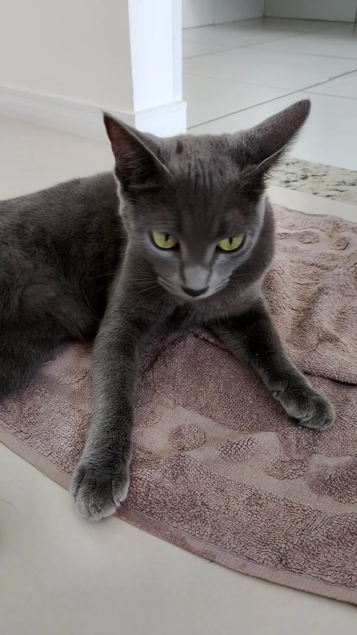 Gato ra a Exótico idade 2 a 6 meses nome Alice