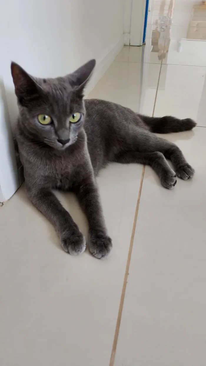 Gato ra a Exótico idade 2 a 6 meses nome Alice