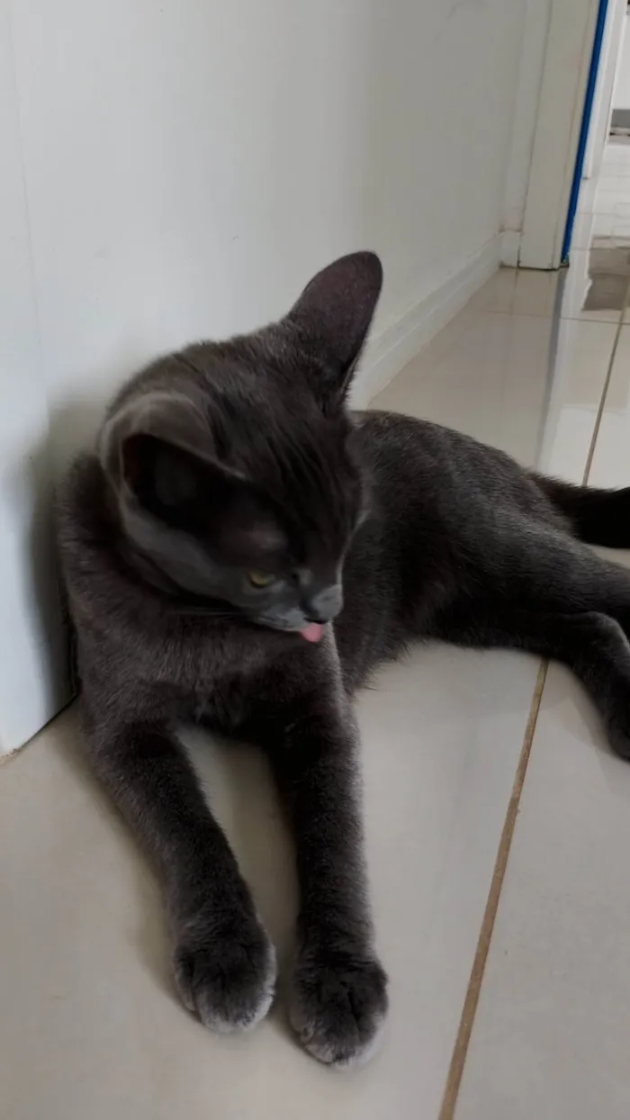 Gato ra a Exótico idade 2 a 6 meses nome Alice