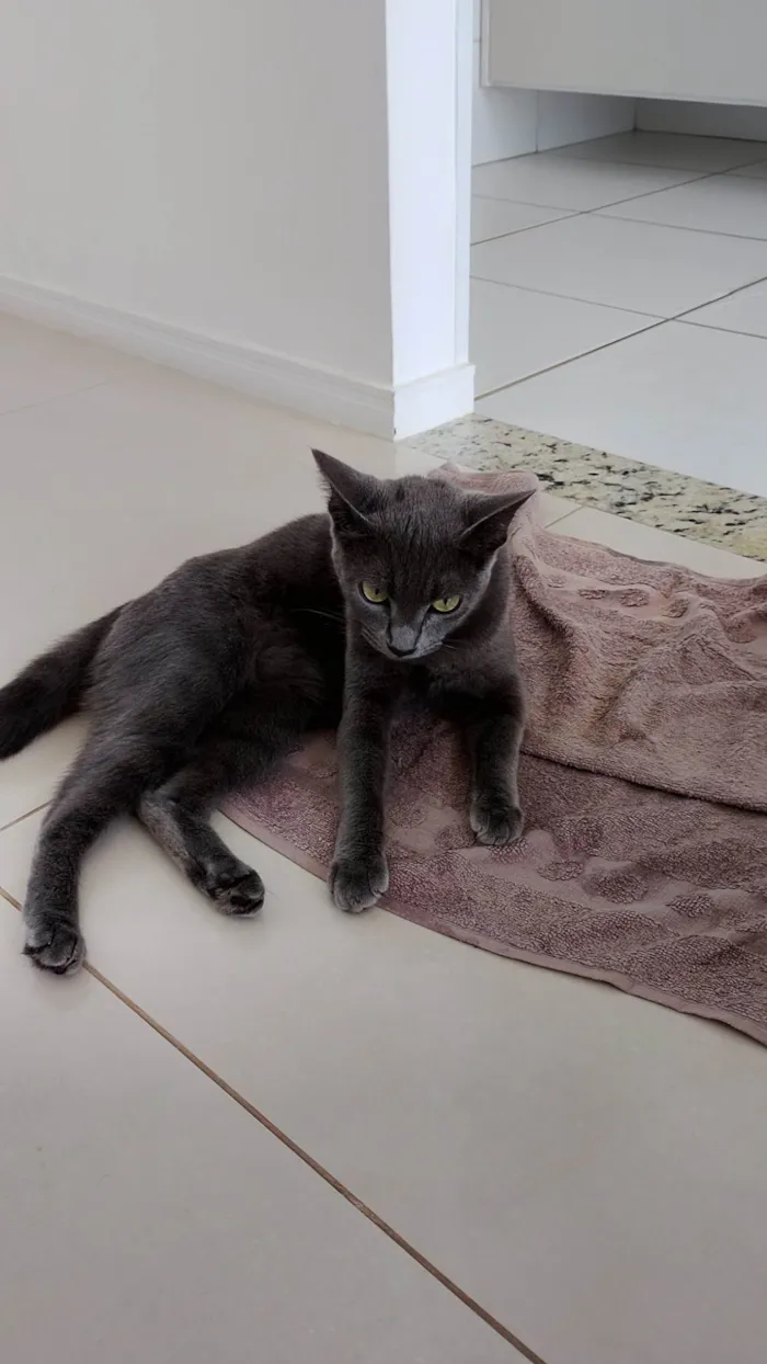 Gato ra a Exótico idade 2 a 6 meses nome Alice