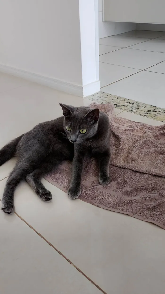 Gato ra a Exótico idade 2 a 6 meses nome Alice