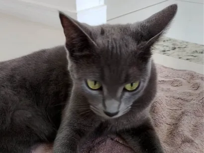 Gato raça Exótico idade 2 a 6 meses nome Alice