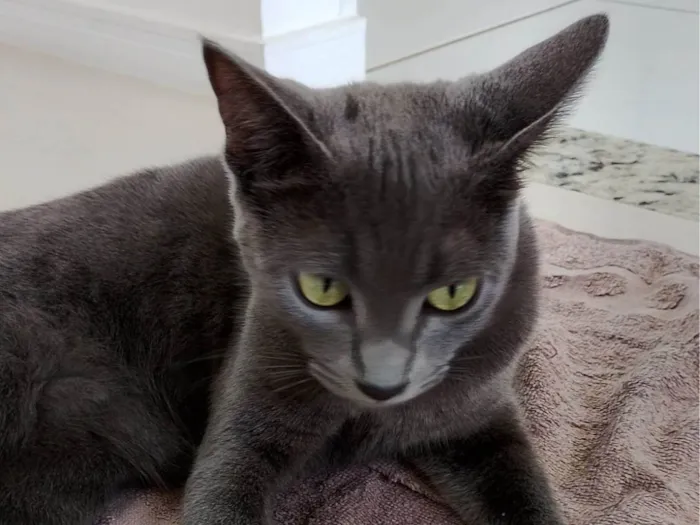 Gato ra a Exótico idade 2 a 6 meses nome Alice