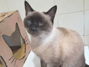Gato raça SRD-ViraLata idade 2 anos nome Tamara 