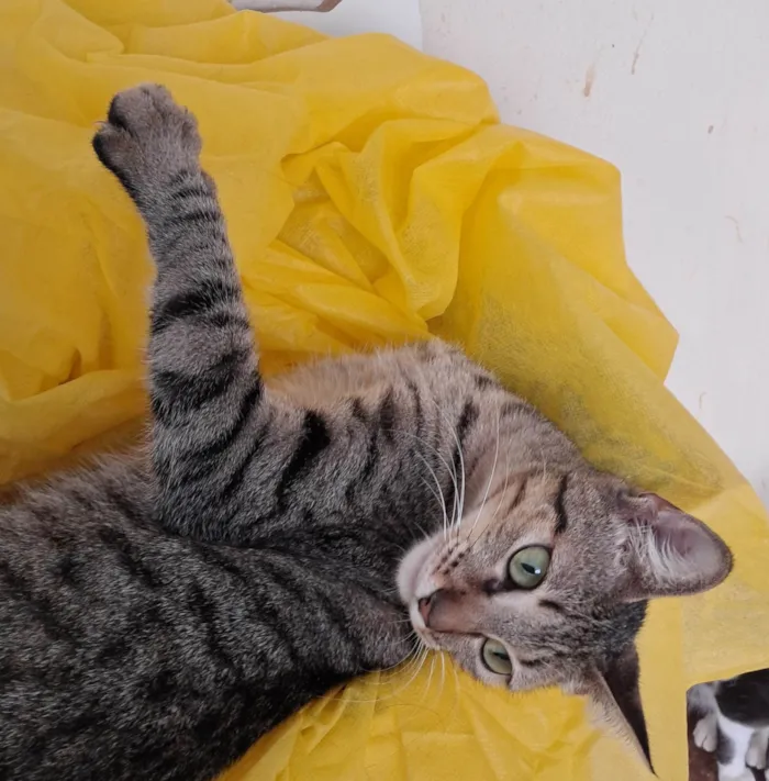 Gato ra a SRD-ViraLata idade 2 a 6 meses nome Luz