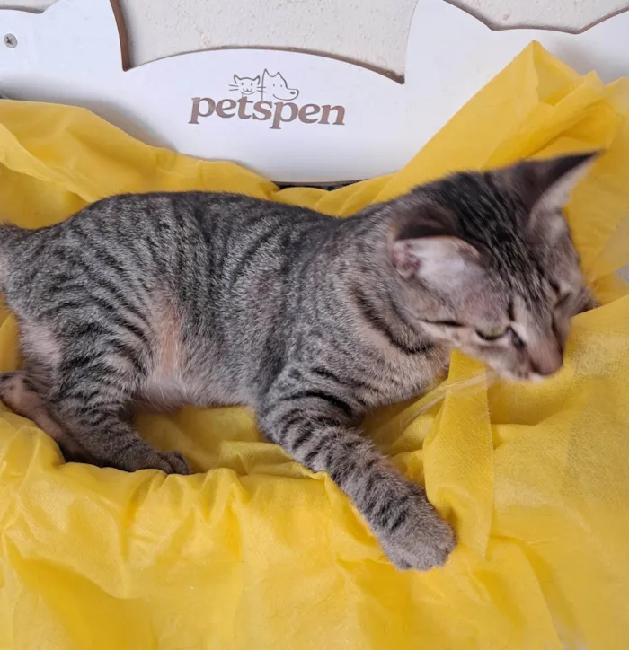 Gato ra a SRD-ViraLata idade 2 a 6 meses nome Luz