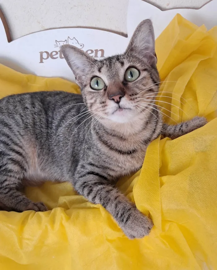 Gato ra a SRD-ViraLata idade 2 a 6 meses nome Luz