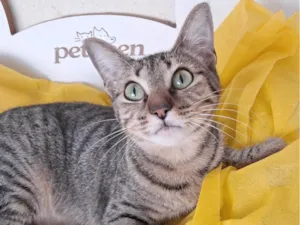 Gato raça SRD-ViraLata idade 2 a 6 meses nome Luz