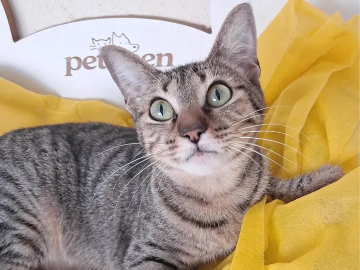 Gato ra a SRD-ViraLata idade 2 a 6 meses nome Luz