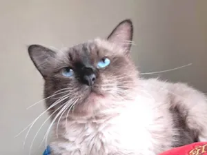 Gato raça SRD-ViraLata idade 2 anos nome Tom