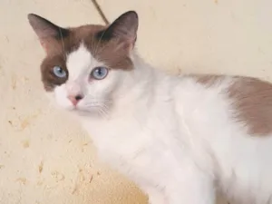 Gato raça SRD-ViraLata idade 2 anos nome Thales