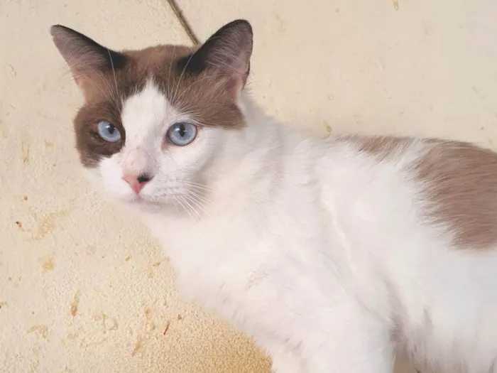 Gato ra a SRD-ViraLata idade 2 anos nome Thales