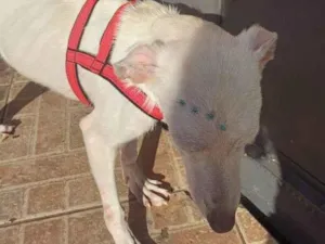 Cachorro raça SRD-ViraLata idade 7 a 11 meses nome Fêmea Urgente
