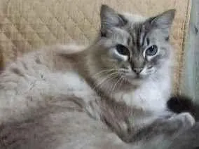 Gato raça SRD-ViraLata idade 2 a 6 meses nome Porte P/M Urgente