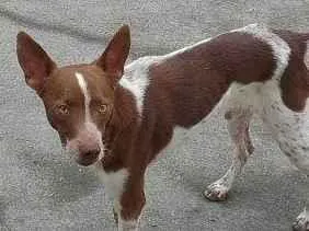 Cachorro raça SRD-ViraLata idade 2 a 6 meses nome Porte P Urgente