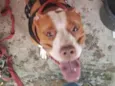 PitBull Urgente