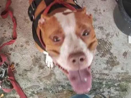 Cachorro ra a Pit-Bull idade 7 a 11 meses nome PitBull Urgente