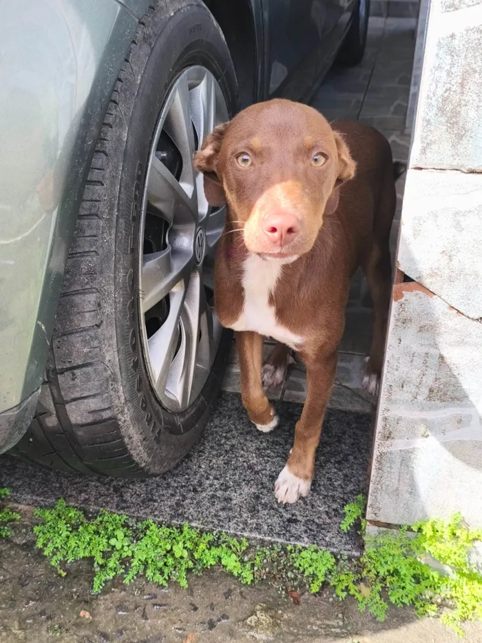 Cachorro ra a SRD-ViraLata idade 2 a 6 meses nome Nala