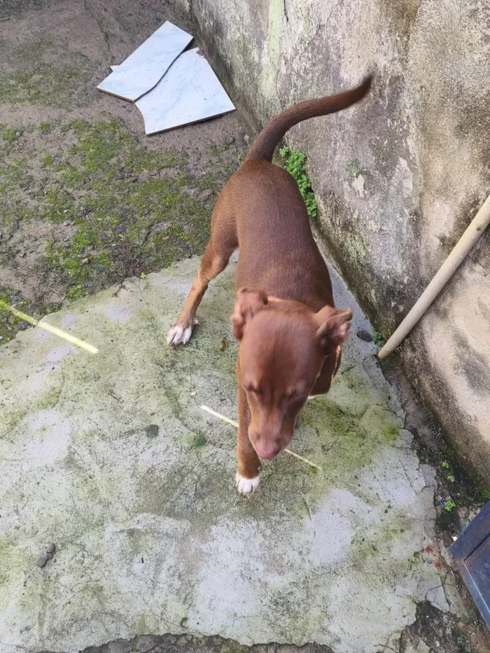 Cachorro ra a SRD-ViraLata idade 2 a 6 meses nome Nala