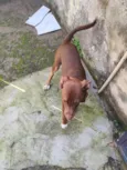 Nala