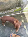 Nala