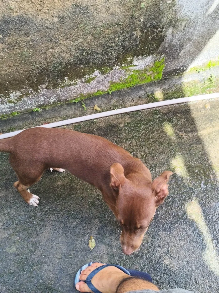 Cachorro ra a SRD-ViraLata idade 2 a 6 meses nome Nala