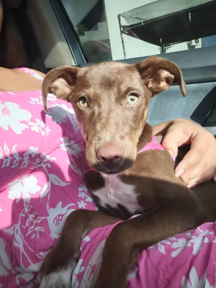 Cachorro ra a SRD-ViraLata idade 2 a 6 meses nome Nala