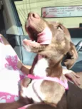 Nala