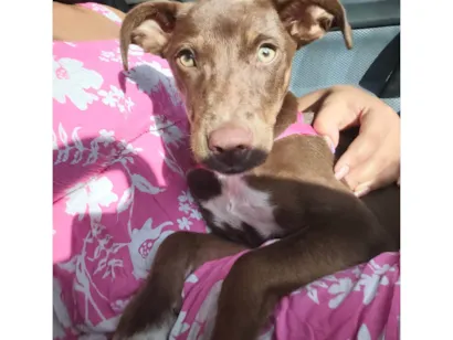 Cachorro raça SRD-ViraLata idade 2 a 6 meses nome Nala