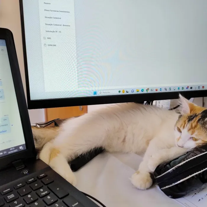 Gato ra a SRD-ViraLata idade 7 a 11 meses nome Gatinha - 10 meses - FeLV+ procura uma família
